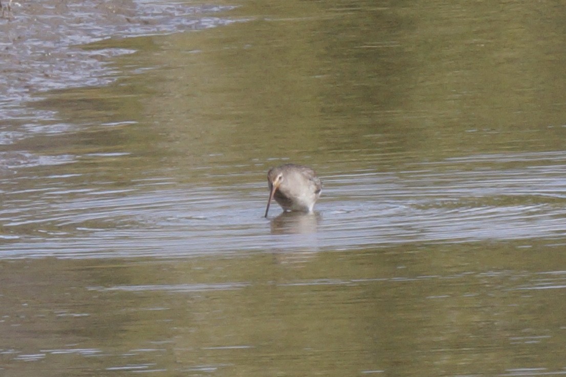 Hudsonian Godwit - ML597692421