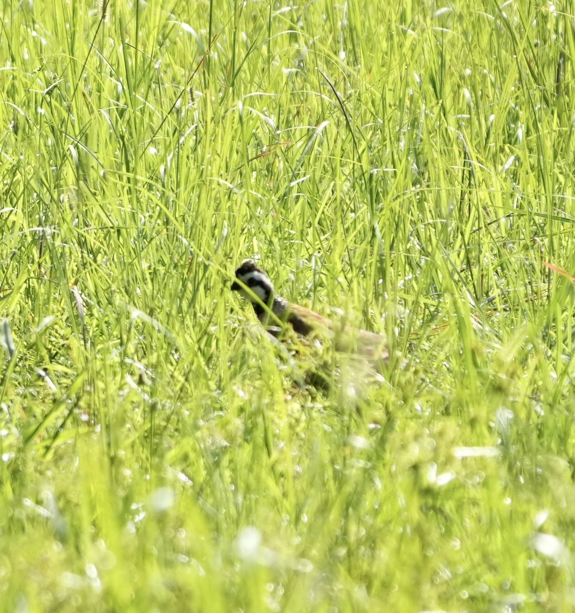 Northern Bobwhite - ML597693791