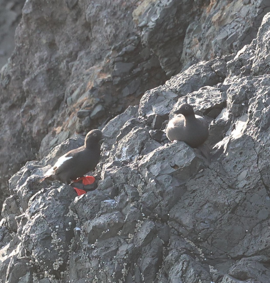 Pigeon Guillemot - ML597694731