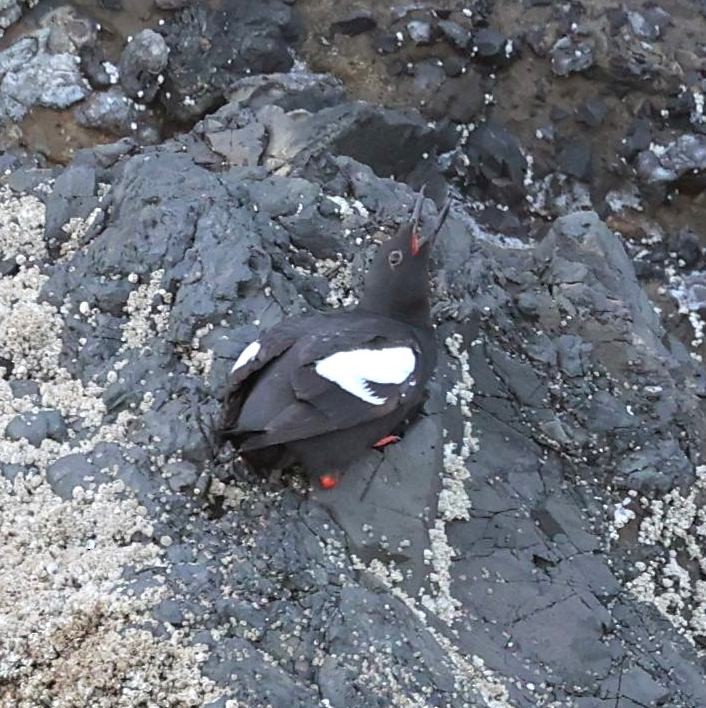 Pigeon Guillemot - ML597694741