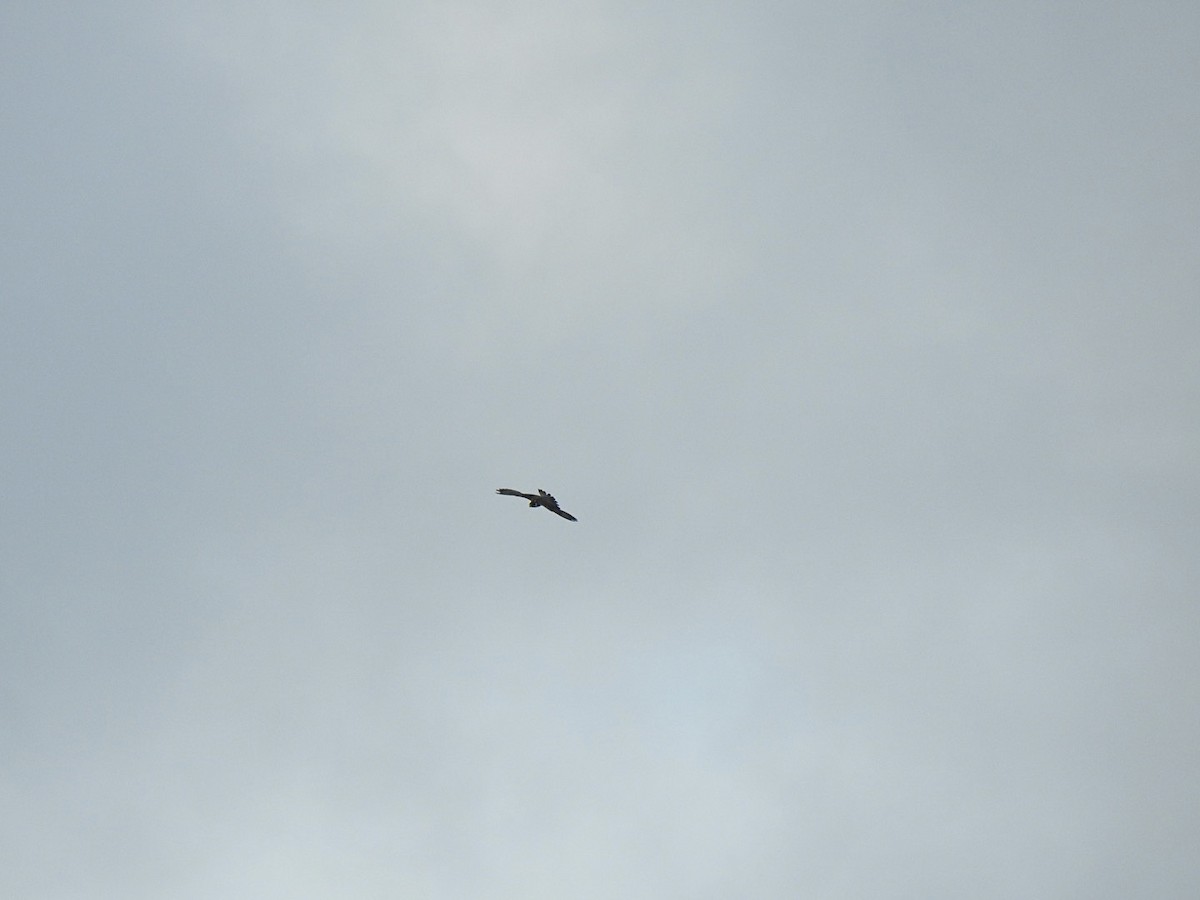 Eurasian Hobby - ML597694901