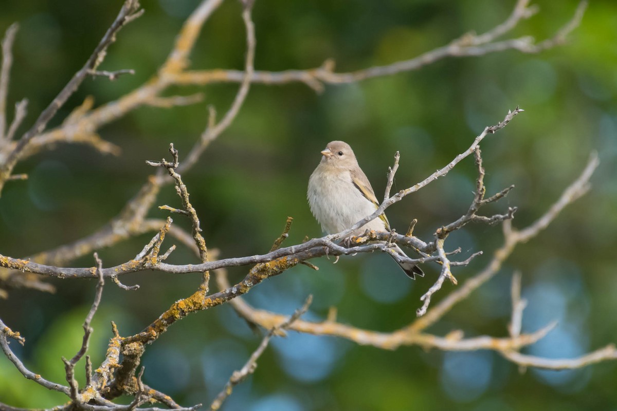 Lawrence's Goldfinch - ML59769621