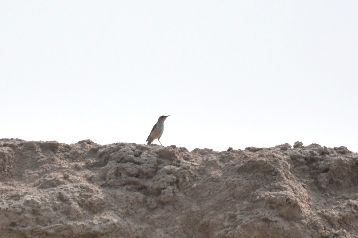 Lark Sparrow - irina shulgina