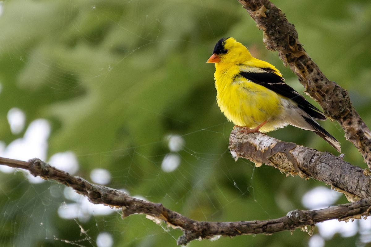 American Goldfinch - Joe Schuller