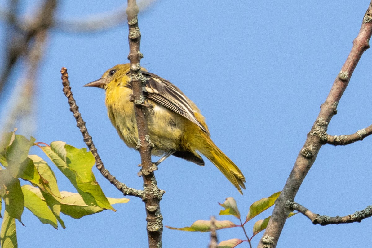 Baltimore Oriole - ML597696861