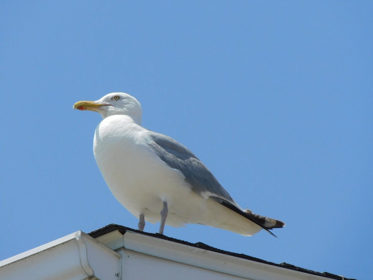 American Herring Gull - ML597697661