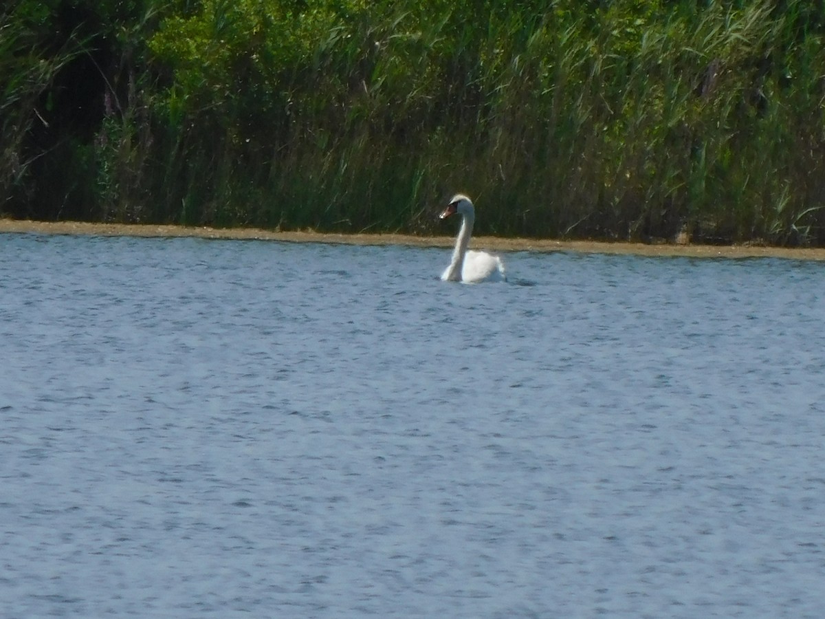 Mute Swan - ML597697881