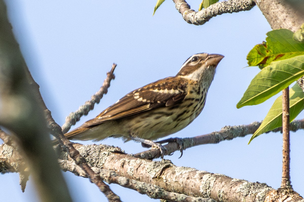 Rose-breasted Grosbeak - Joe Schuller