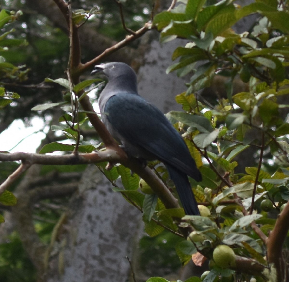 Marquesas Imperial-Pigeon - ML597697971