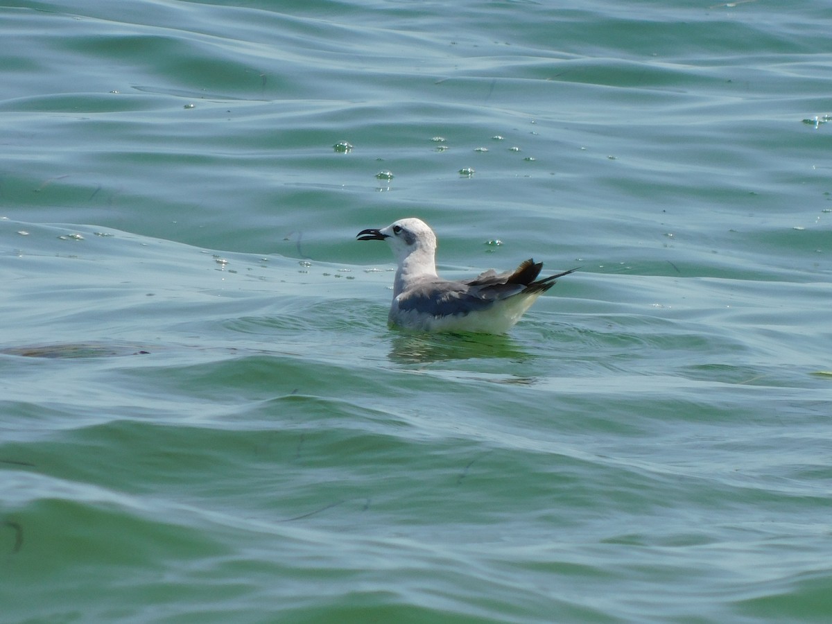 Laughing Gull - ML597698081