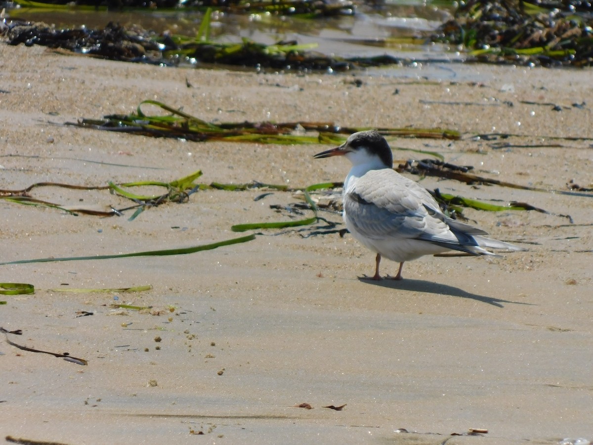 Common Tern - ML597698591