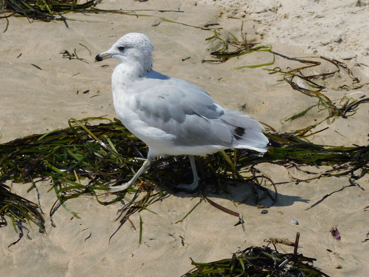 Ring-billed Gull - ML597698911