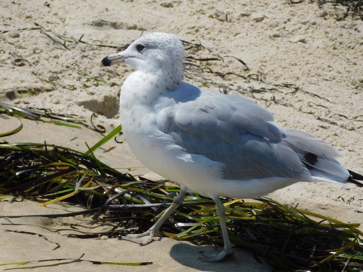 Ring-billed Gull - ML597699011