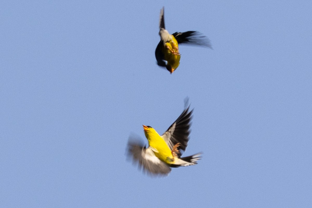 American Goldfinch - ML597699091