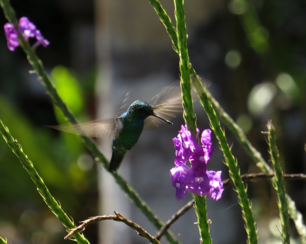 Blue-tailed Emerald - ML597699381