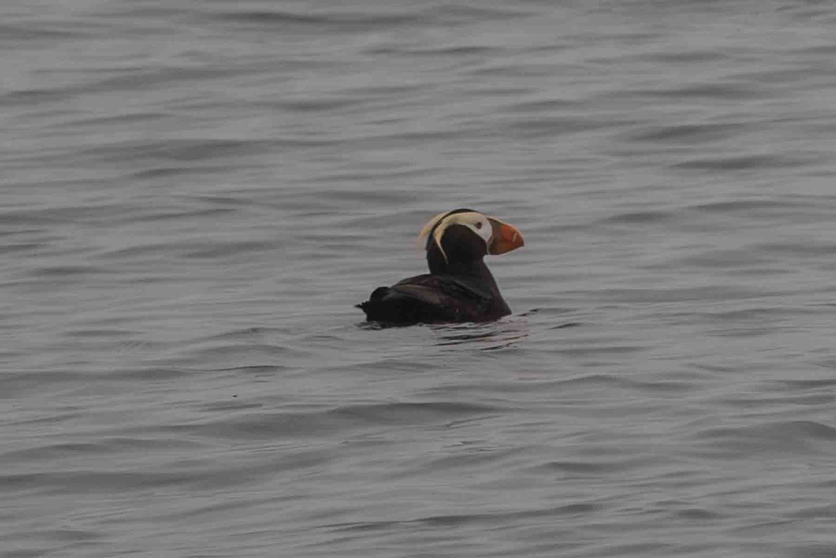 Tufted Puffin - Ann Van Sant