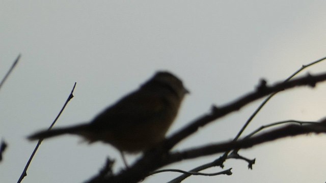 Cassin's Sparrow - ML597700091