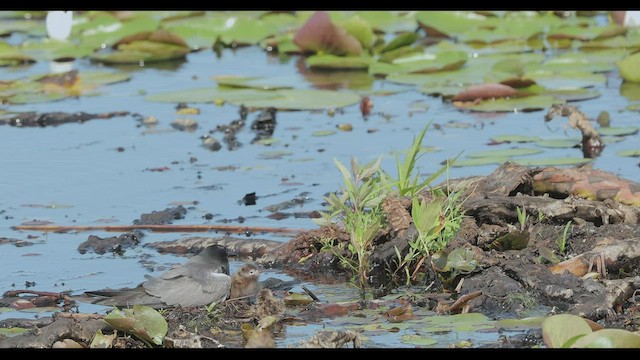 Black Tern - ML597700451