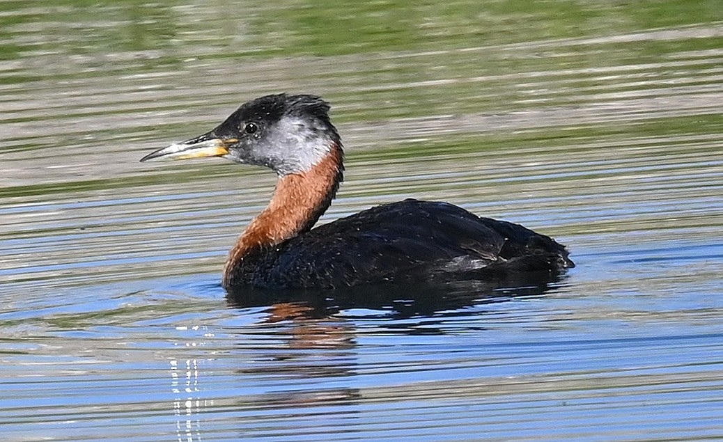 Red-necked Grebe - ML597703541