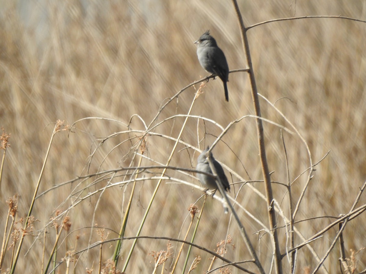 Gray-crested Finch - ML597703671