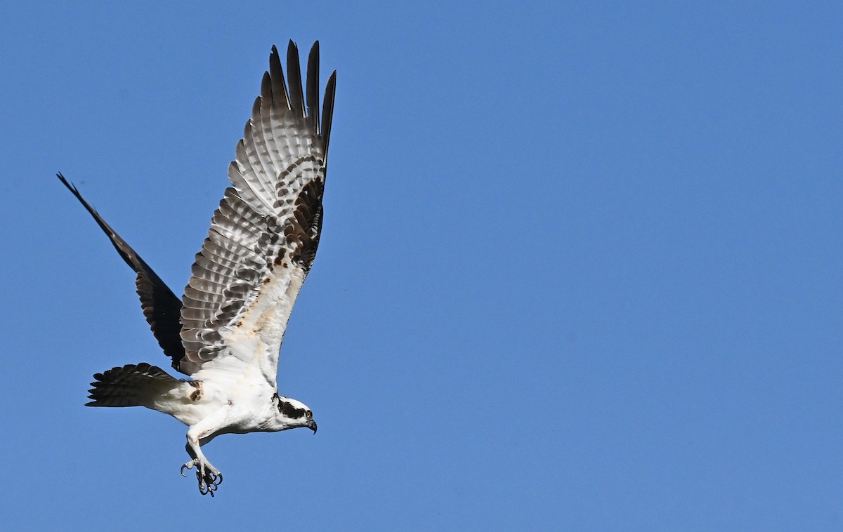 Osprey - ML597703681