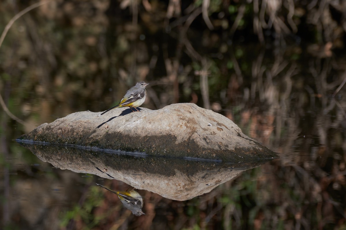 Gray Wagtail - ML597703691