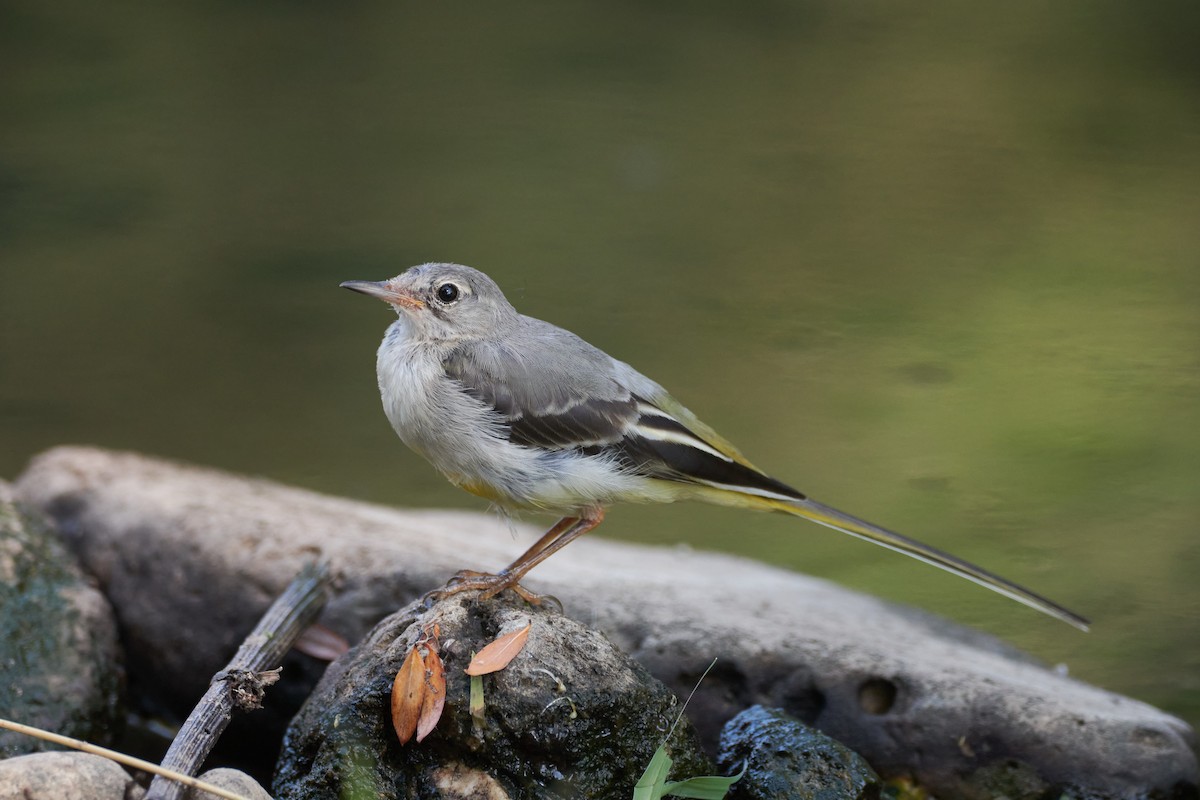 Gray Wagtail - Santiago Caballero Carrera