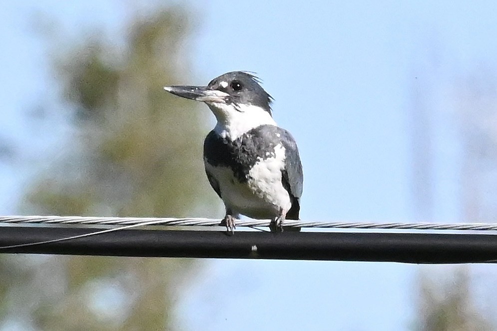 Belted Kingfisher - ML597703741