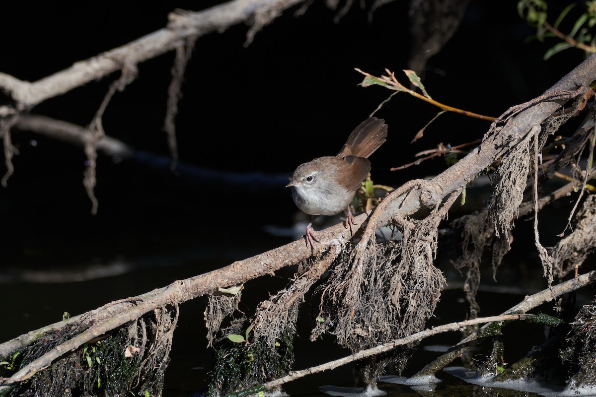 Cetti's Warbler - Santiago Caballero Carrera