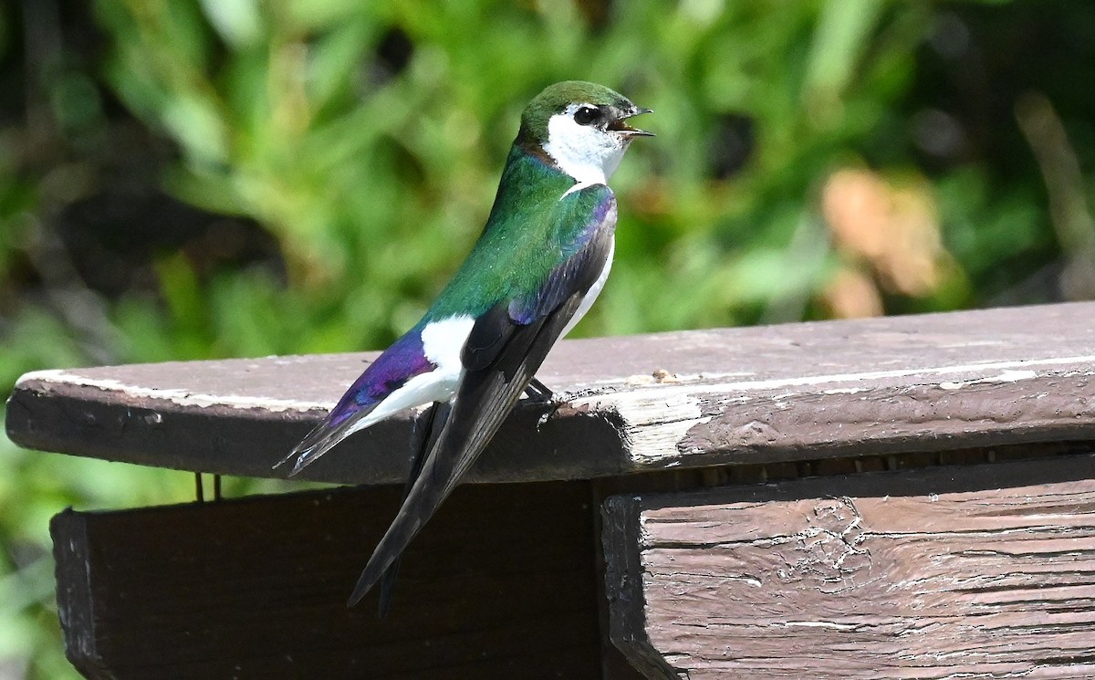 Violet-green Swallow - ML597703851