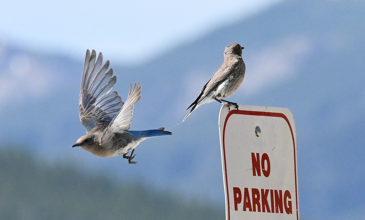 Mountain Bluebird - ML597703881