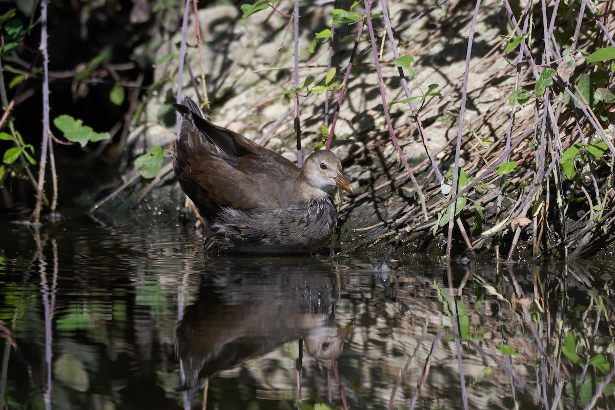 Gallinule poule-d'eau - ML597703981