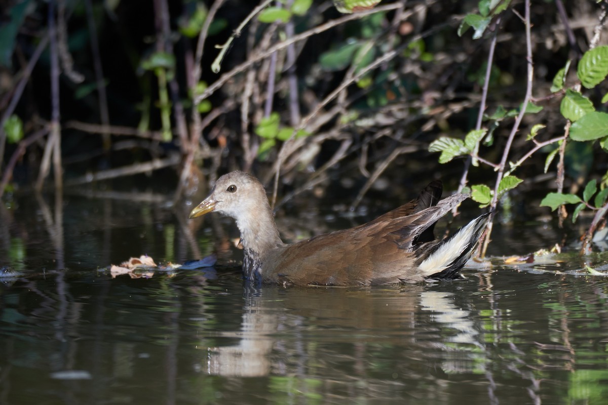 Eurasian Moorhen - Santiago Caballero Carrera