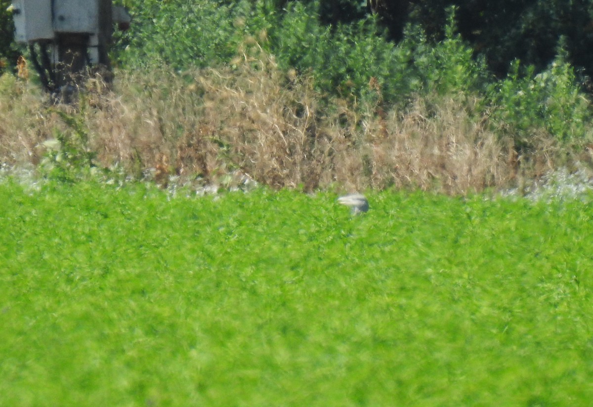 Great Bustard - Filipe Manuel