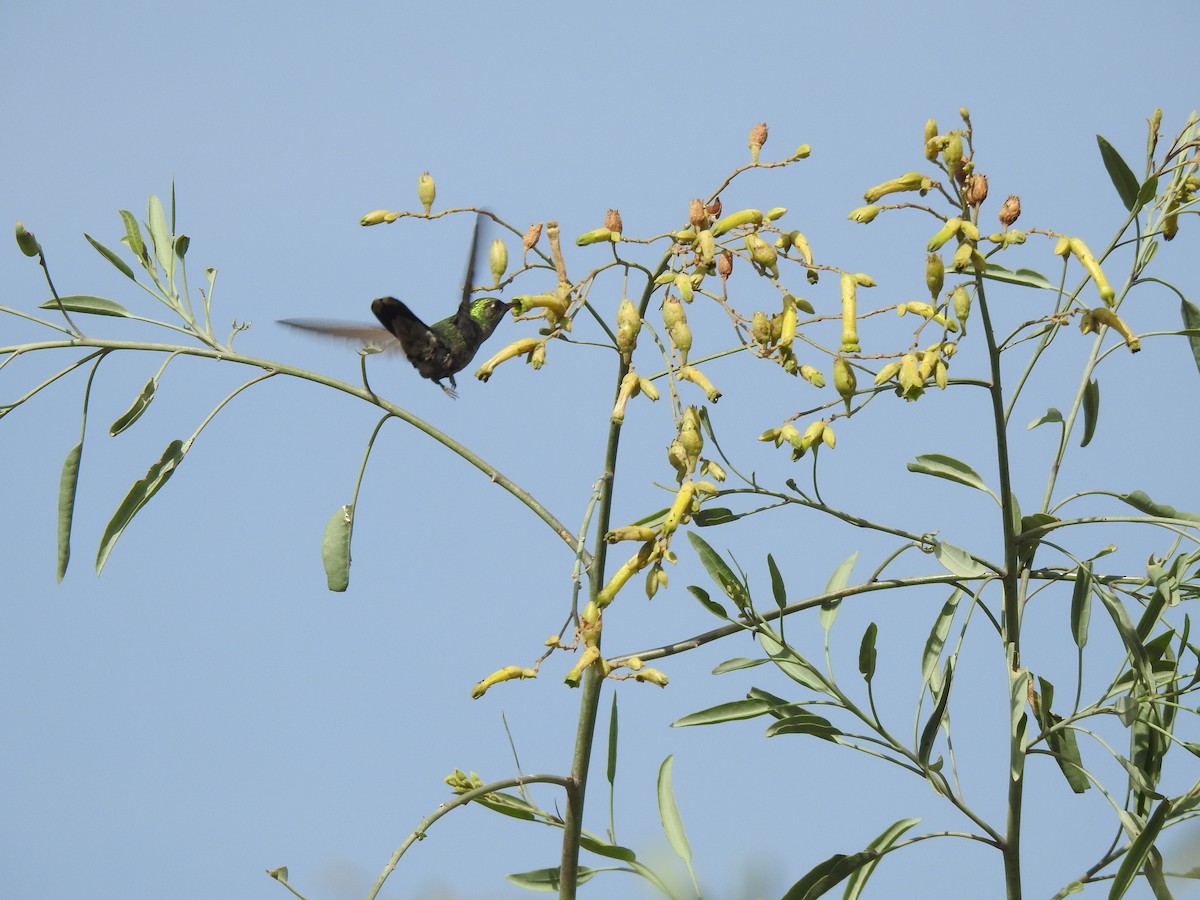 kolibřík lesklobřichý - ML597704301