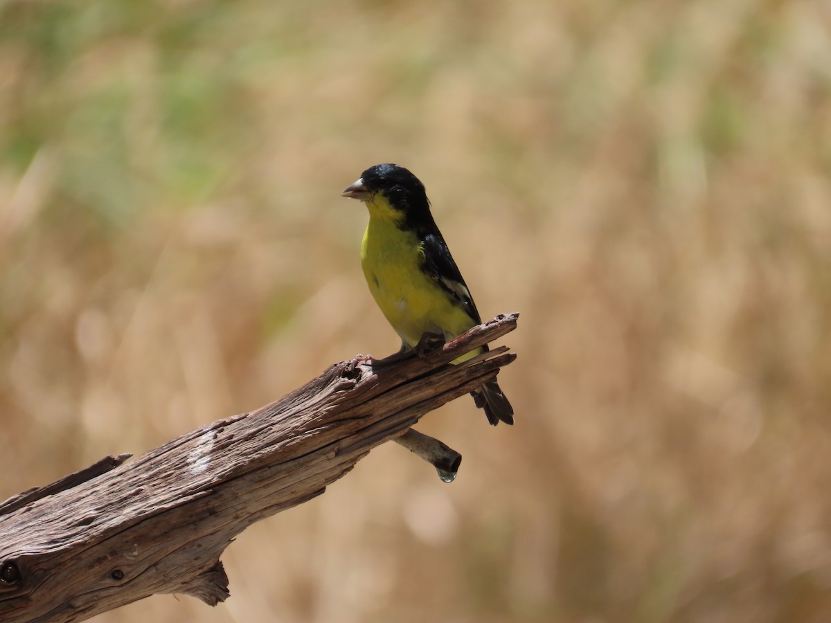 Lesser Goldfinch - Bill  Lapp