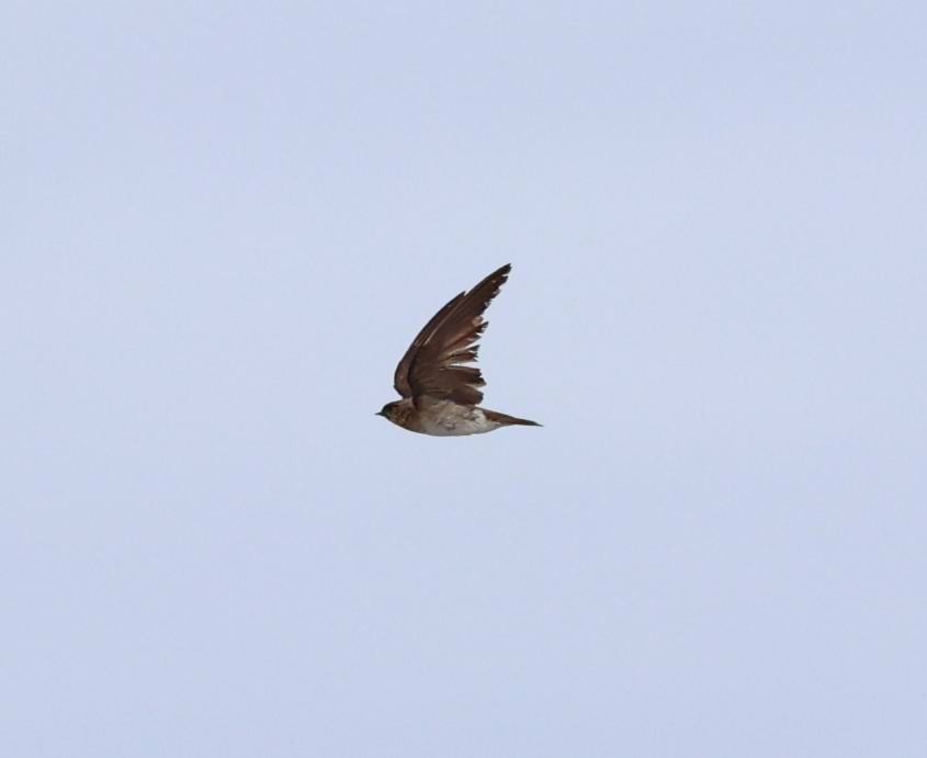Northern Rough-winged Swallow - ML597704581
