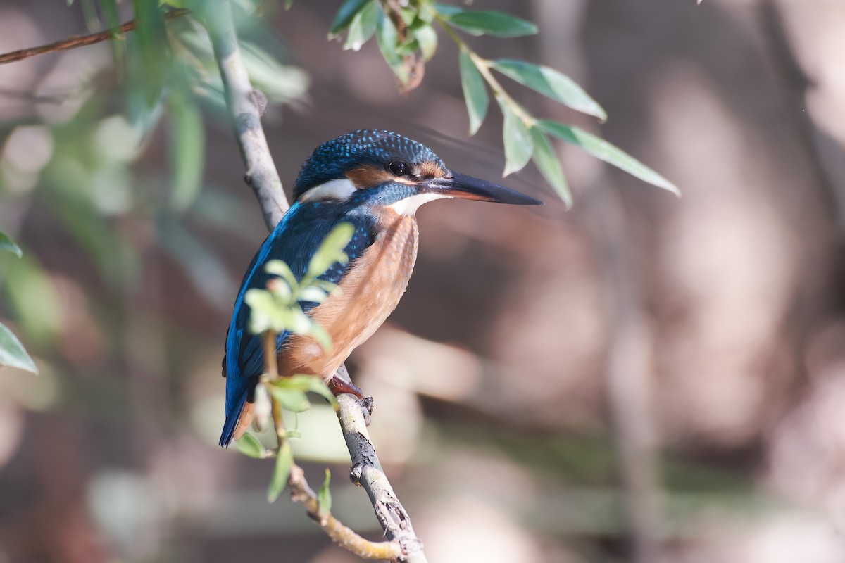 Martin-pêcheur d'Europe - ML597705601