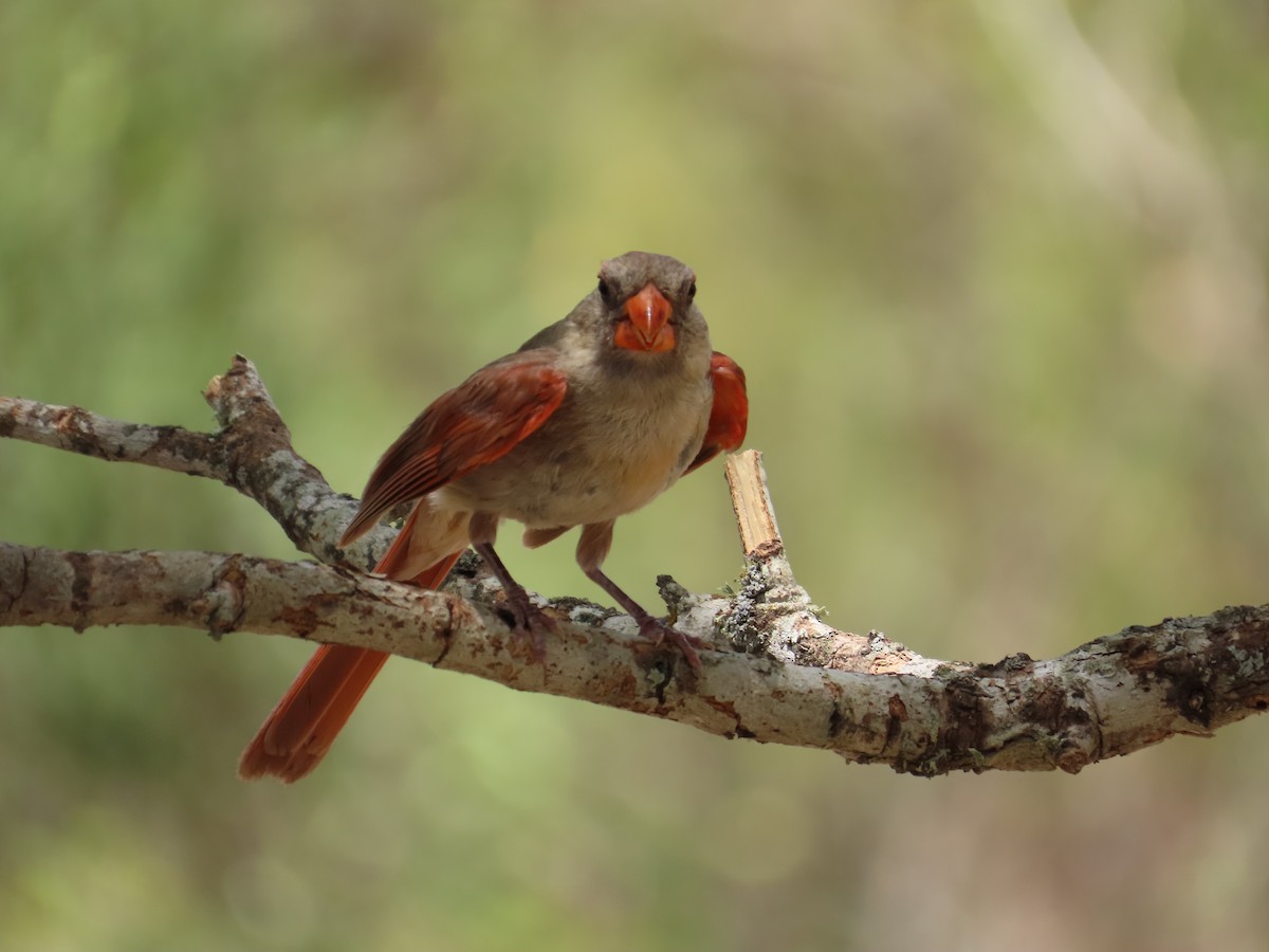 Northern Cardinal - Bill  Lapp