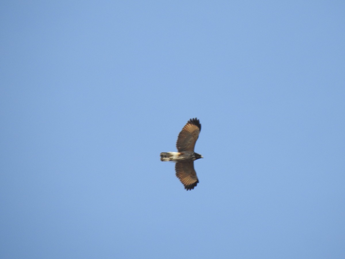 Roadside Hawk - ML597706501