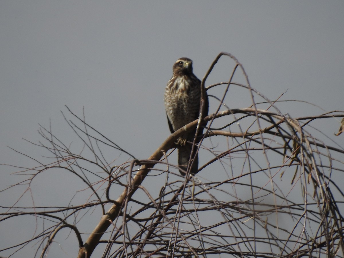 Roadside Hawk - ML597707451