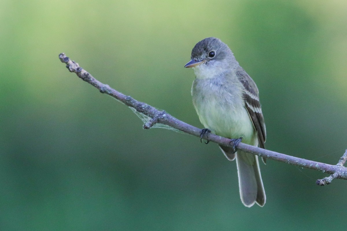 Willow Flycatcher - ML597709041