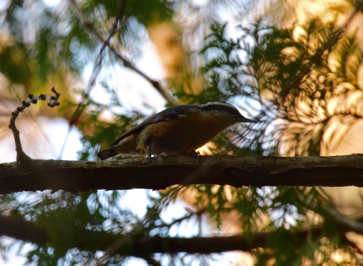 Red-breasted Nuthatch - ML597709871