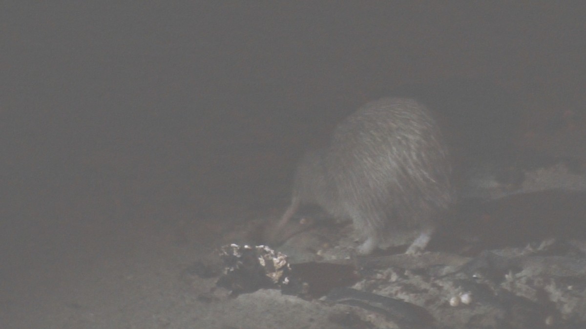 Southern Brown Kiwi (Stewart I.) - ML597710171