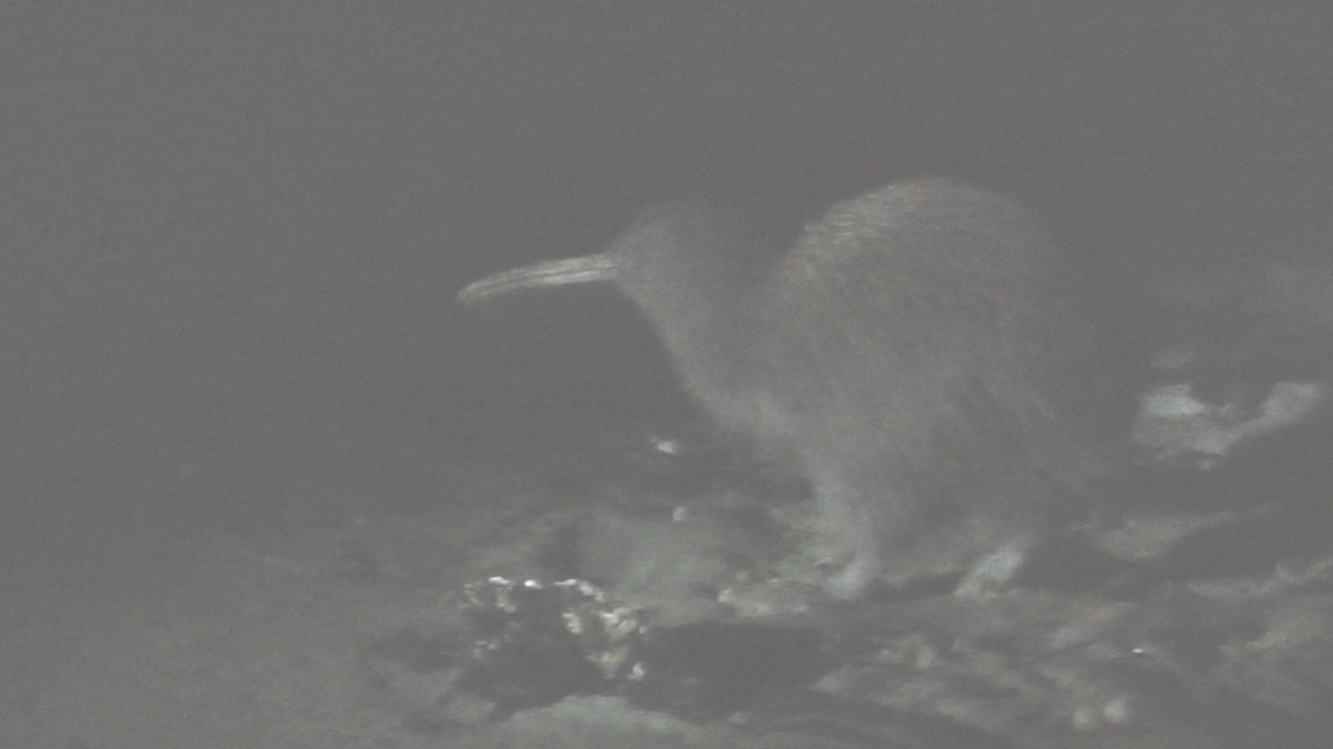 Southern Brown Kiwi (Stewart I.) - ML597710181