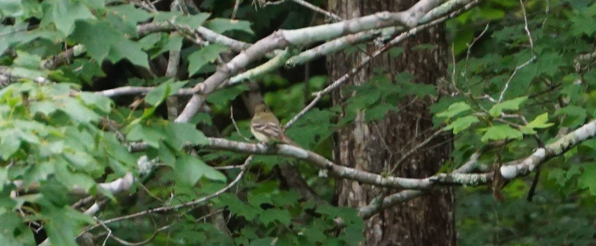 Acadian Flycatcher - ML59771101