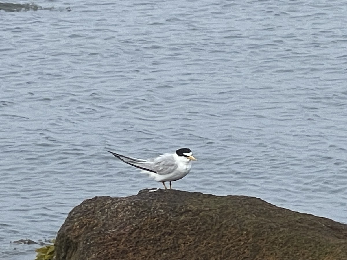 Least Tern - ML597712391