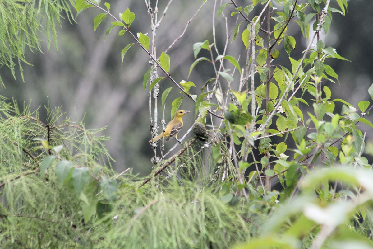 Orchard Oriole - ML597712631