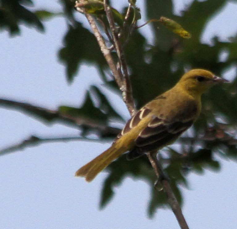 Orchard Oriole - ML597712941