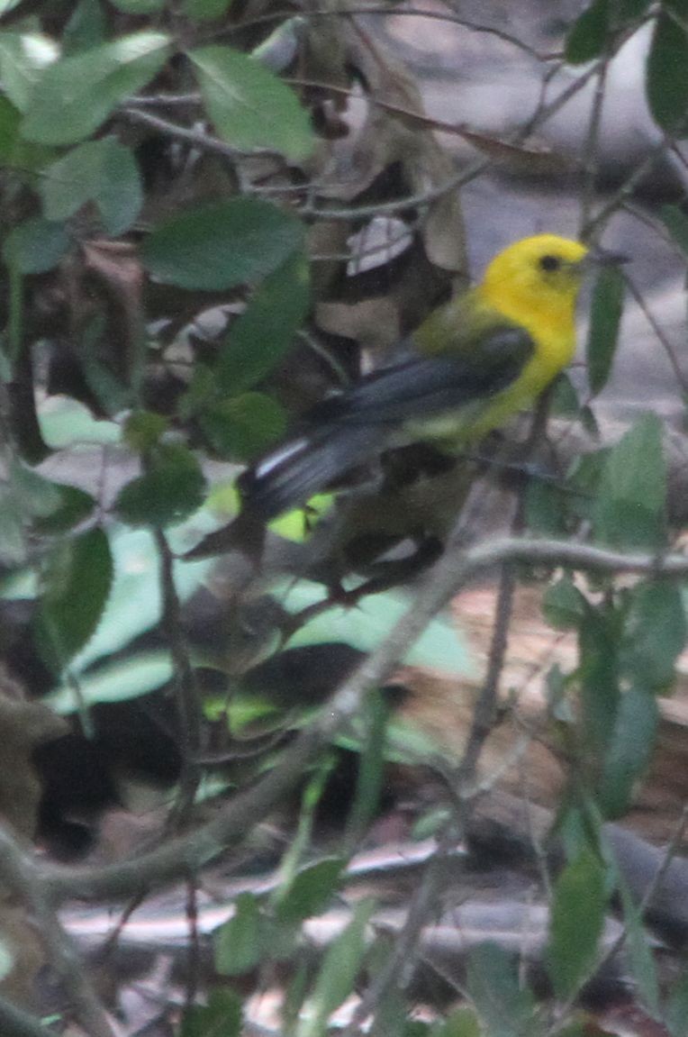 Prothonotary Warbler - ML597713051